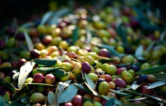 Análisis de Aceituna y Orujos